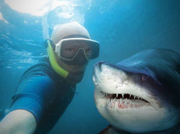 Selfie With A Shark Bench Talk Selfie With A Shark Bench Talk